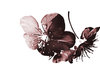 apple-blossom
