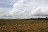 Strange withered field