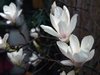 Magnolia