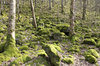 Mossy boulder woodland