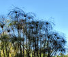 lakeside foliage2
