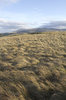 Sea of grass