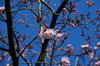 cherry blossoms