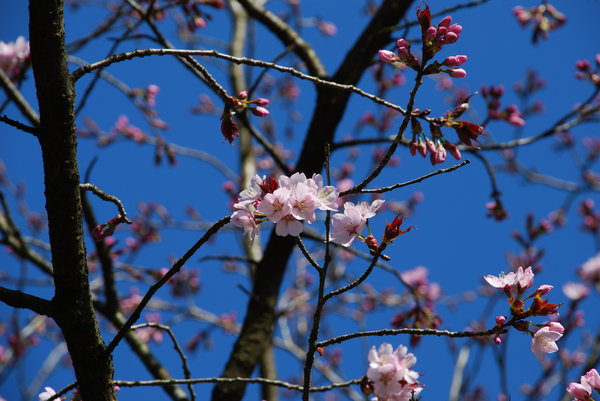 cherry blossoms: cherry blossoms