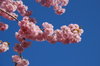 cherry blossoms