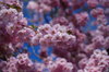 cherry blossoms