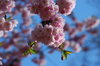 cherry blossoms