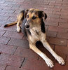 dog's life9