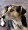 dog's life7