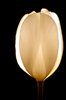 One white tulip