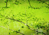 green beauty