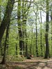 forest in spring