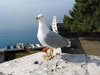 seagull