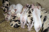 Piglets