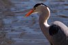 Hunting Heron