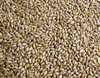 wheat grains1