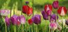 Colorful Tulips