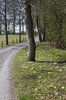 Roadside spring flowers