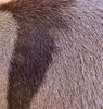 donkey stripe2