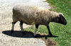 not quite the black sheep