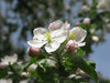 apple tree blossom