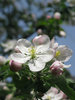 apple tree blossom