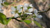 Apple Blossom