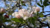 Apple Blossom