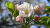 Apple Blossom
