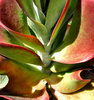paddle plant colours5