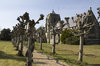Church with lime trees
