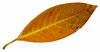 Magnolia Leaf
