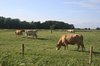Jersey cows