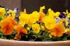 spring flowers