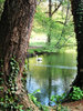 swan lake
