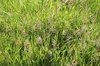 Meadow grasses in flower