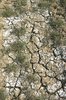 Parched salty ground