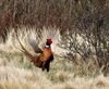 Pheasant 2