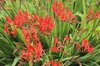 Red flowers