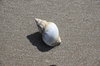 Snail shell