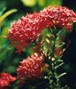Grand Cayman Flowers