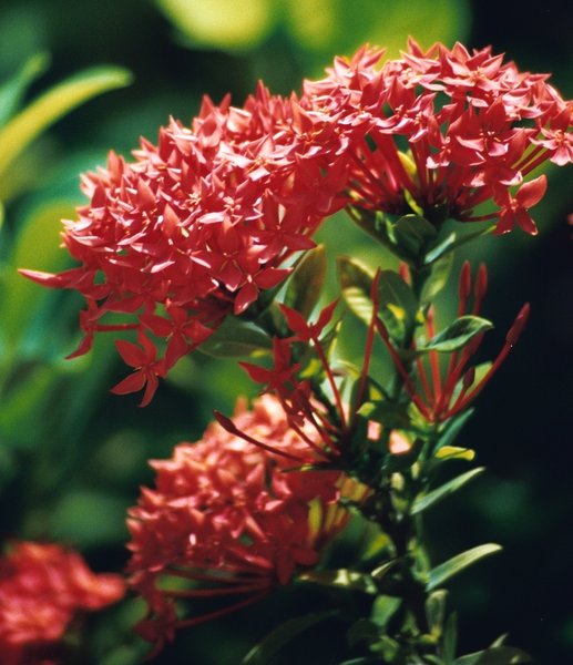 Free stock photos - Rgbstock - Free stock images | Grand Cayman Flowers