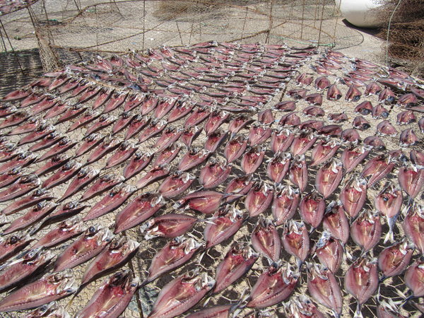 Drying fish: Drying fish on nets in Lanzarote.