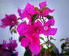 Pink Bougainvillea