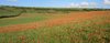 Poppy panorama