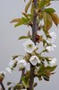 Cherry blossoms
