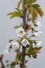 Cherry blossoms