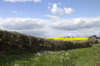 Spring hedegerow flowers