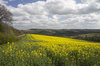 Oilseed landscape