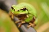 Green Tree Frog